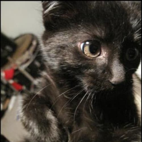 Onyx