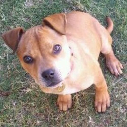 No photo for Peanut (Kd681)