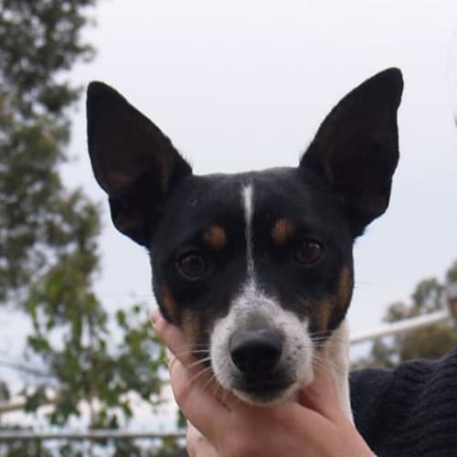 Morrie - Adoption Pending