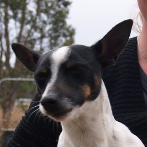 Montie Adoption Pending