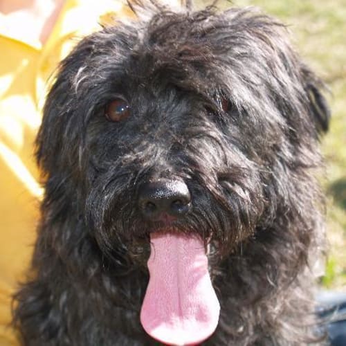 No photo for Barnie   A Family Or Companion Dog