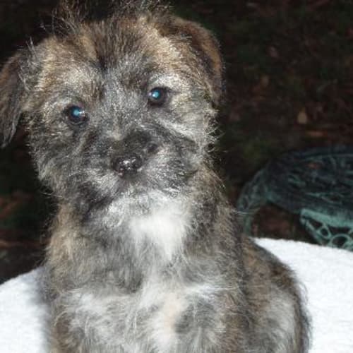 No photo for Speckles