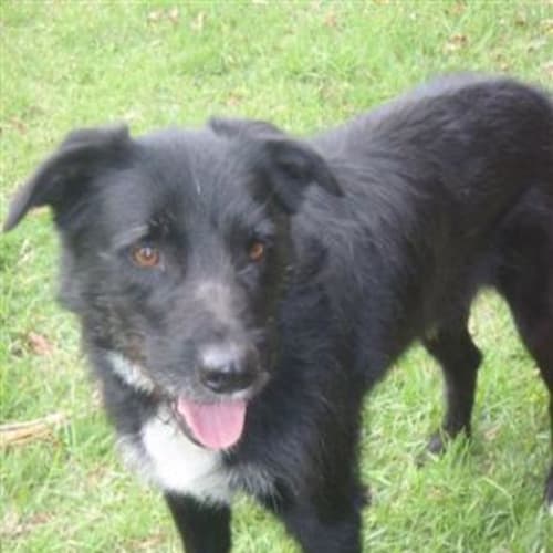 No photo for Scruffy