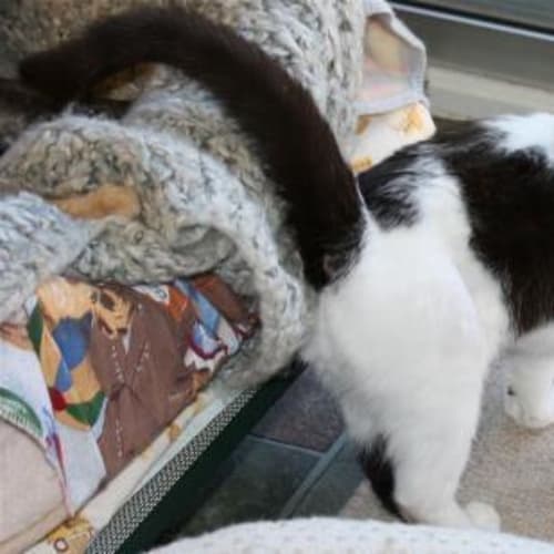 No photo for Buttons