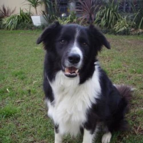 No photo for Cruiser