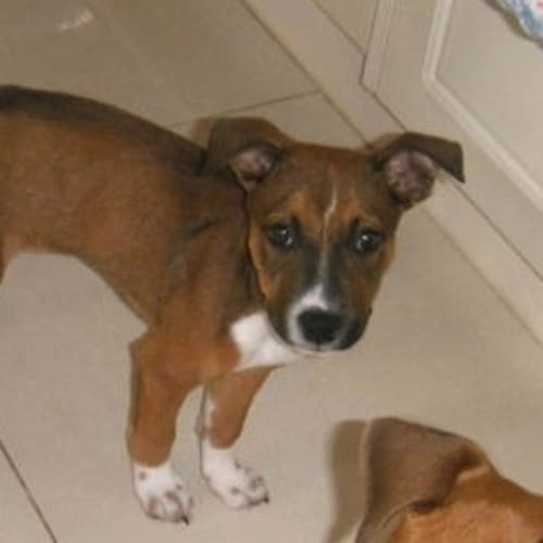 No photo for Clyde On Trial