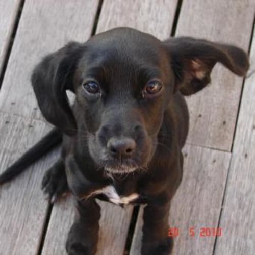 No photo for Jodey (On Trial)