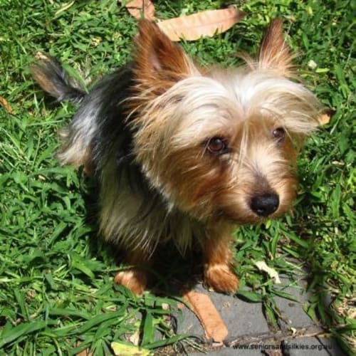 No photo for Roger *On Trial*