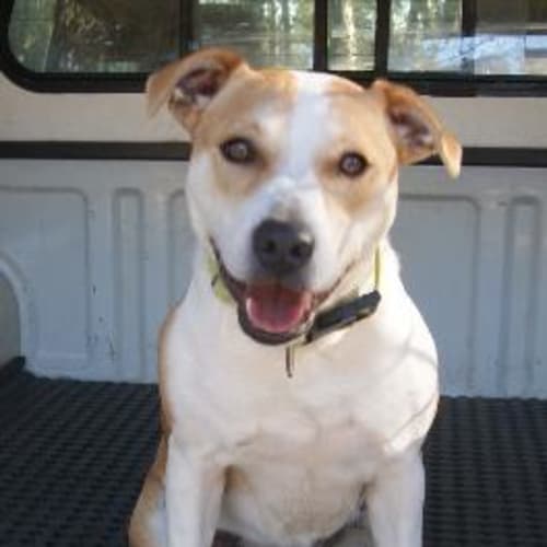 No photo for Ruby (2)