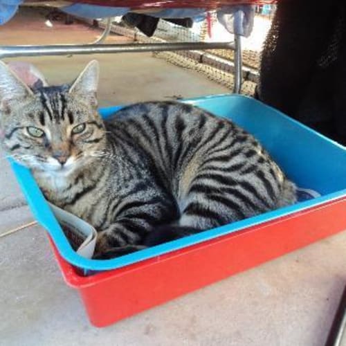 No photo for Little Guy