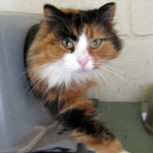 No photo for Pookie 685592