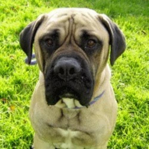 No photo for Conan 685540