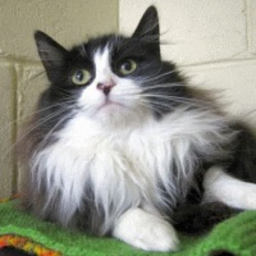 No photo for 685675.0