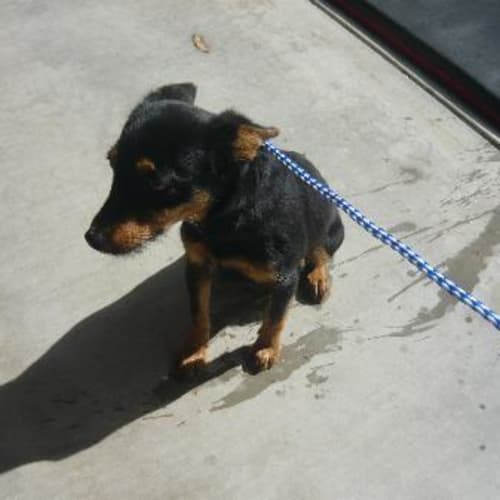 No photo for Imp # K51293