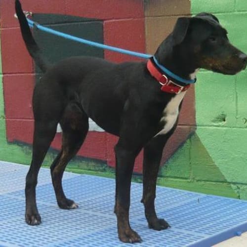 No photo for Imp # K48516