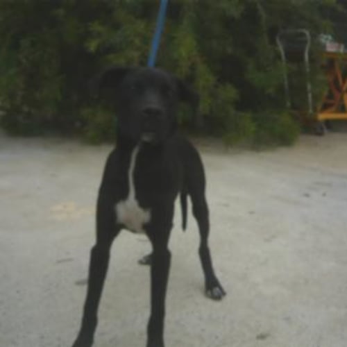 No photo for Imp # K48522