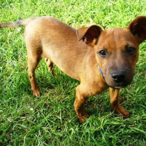 No photo for Baxter (D1650) *Adopted*