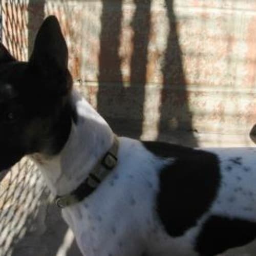 No photo for Piccola