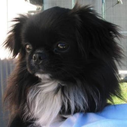 No photo for Tamarin