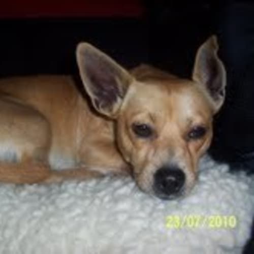 No photo for **Adoption Pending** Bongo