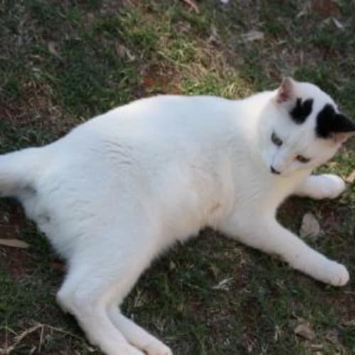 No photo for Zen/Adopted