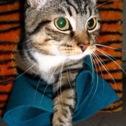 No photo for Lou Lou