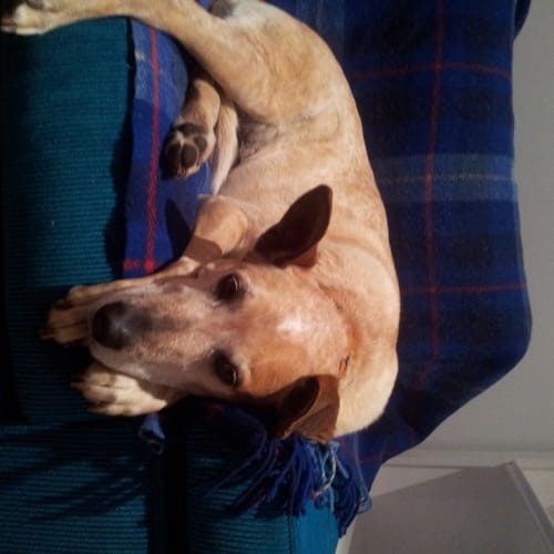 No photo for Rusty