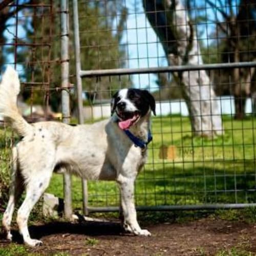 No photo for Patches *Adoption Pending*