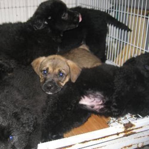No photo for Puppies