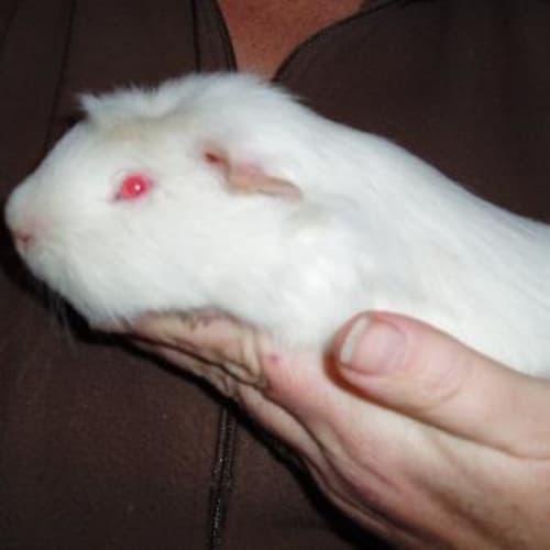 No photo for Snowy