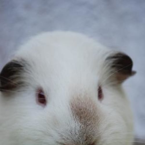 No photo for Casper