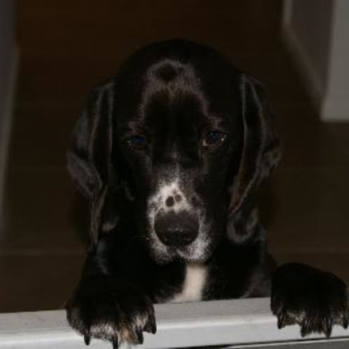 No photo for Foster Or Adopt   Summer
