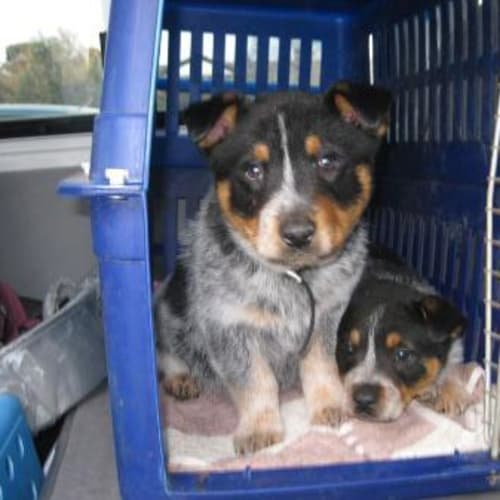 No photo for Puppies