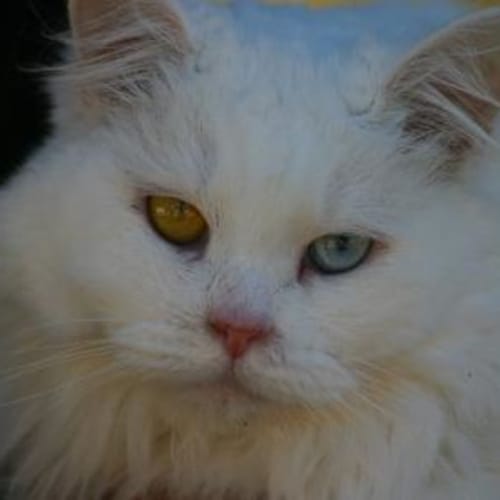 Winter the Exceptional Cat