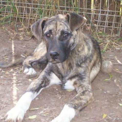 Tara I Am Trailing A New Home