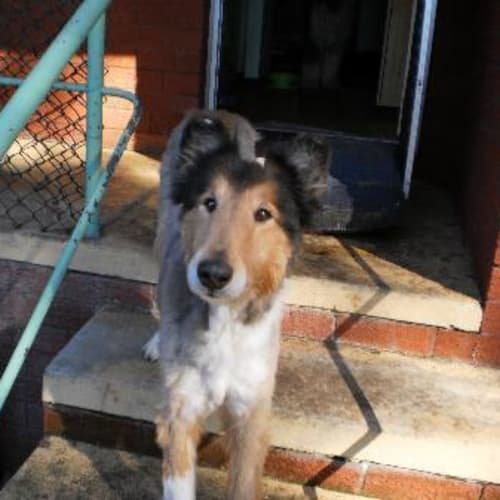 No photo for Lassie