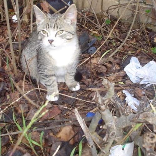 No photo for **Jed (On Hold  Adoption Pending)