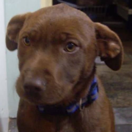 No photo for Shania   Adopted
