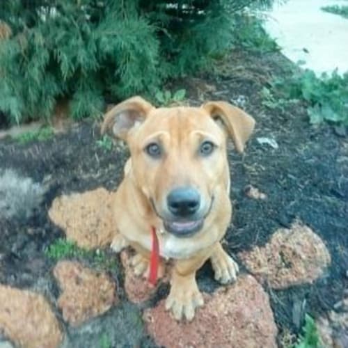 No photo for **Adoption Pending** Coby