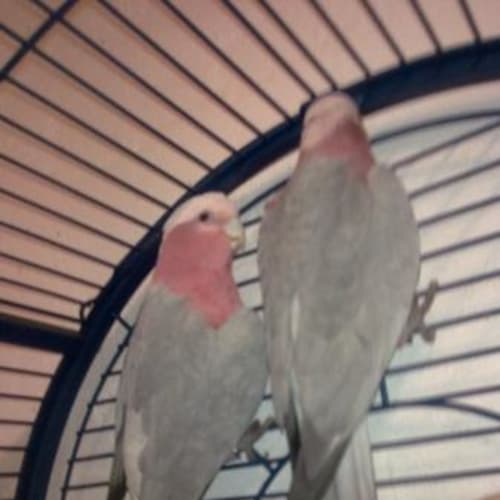 No photo for G1 & G2   2 Galahs