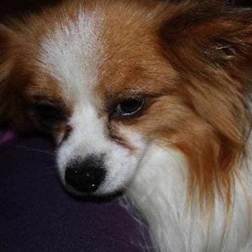 Teddy