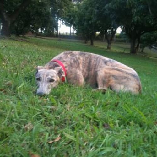 Gracie