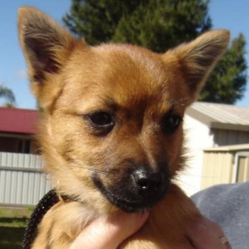 No photo for Jimmy   Adopted