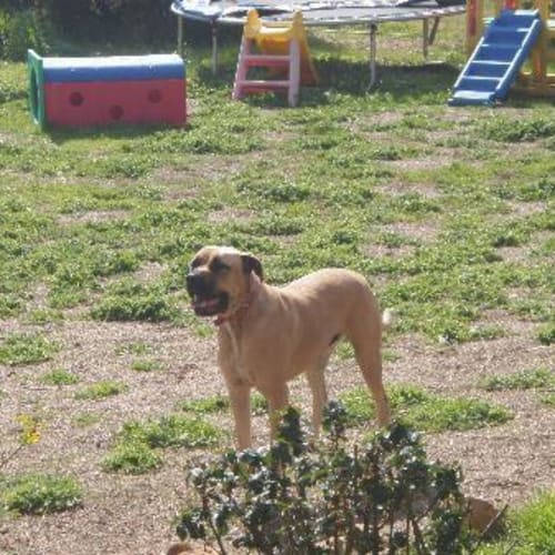 No photo for *Adoption Pending *Dozer