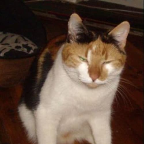Molly