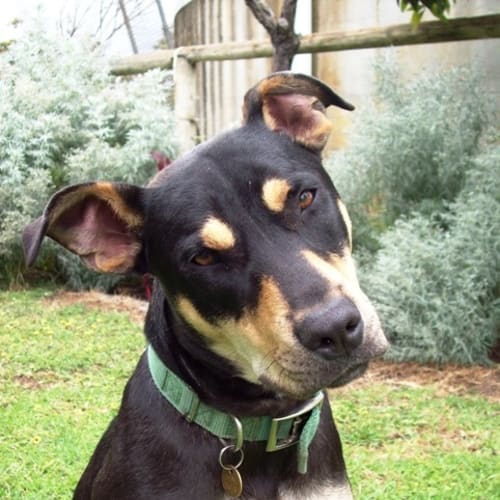 No photo for Scooby   Adoption Pending