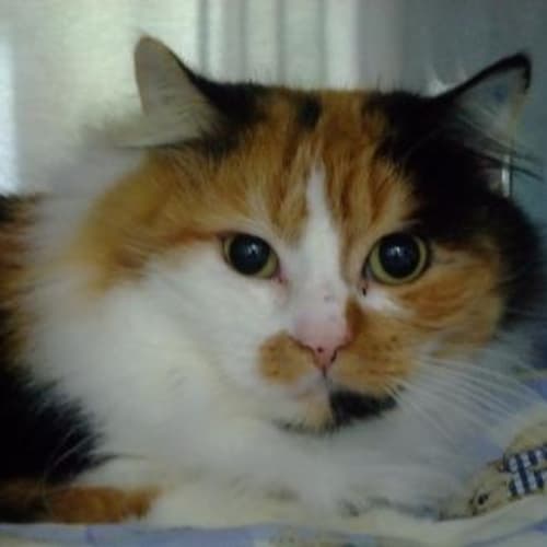 C7725 "Gracie"