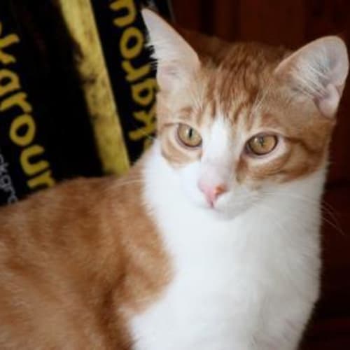 C7638 "Eric"