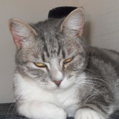 Leni