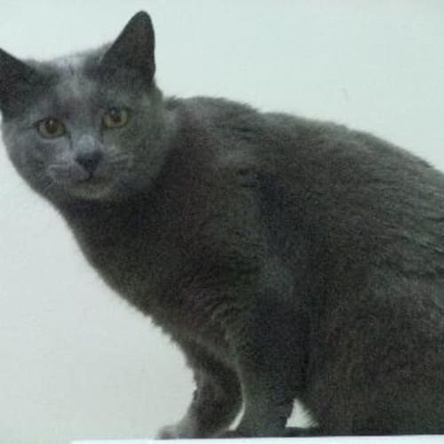 C7733 "Coco"